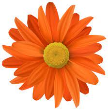 Orange Flower Transparent Png Clip Art Flower Background Iphone Flower Aesthetic Flower Clipart