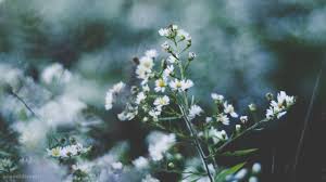 All of these flower background images and vectors have high resolution and can be used as banners, posters or wallpapers. Old Desktop Wallpapers Candidly Keri