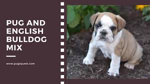 The english bulldog and the french bulldog. Pug English Bulldog Mix Is A Bull Pug Right For You