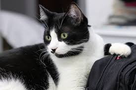 En Guzel Siyah Beyaz Smokin Kedi Isimleri Miyavliyo