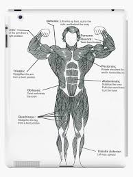 This was review, but half my lectures are reviews. Bodybuilding Anatomy Chart Canabi