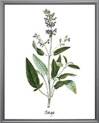 White sage grows as a perennial in those zones, but can also be grown as an annual in other zones. Sage Herb Printable Culinary Herbal Plant Antique Illustration Kitchen Botanical Art Print Instan Herbs Illustration Herbal Plants Botanical Art