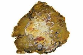 One pound and two ounces. Fabulous Hubbard Basin Petrified Wood Slab For Sale 2749 Fossilera Com