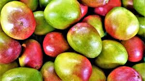 Sie müssen bereits reife früchte schneiden. Mango Lagern So Bewahrst Du Sie Richtig Auf Utopia De