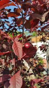 Jun 22, 2021 · begin pruning immediately when you plant a young tree to ensure a proper shape. Do Flowering Plum Trees Grow Plums Found This Bad Boy This Afternoon Gardening