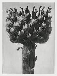 Centaurea Macrocephala Bighead Knapweed Enlarged 5 Times From Urformen Der Kunst 1928 By Karl Blossfeldt Original From The In 2020 Karl Blossfeldt Fine Art Artist