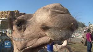In how long can you go without food and water?, we learned that humans can last only three to five days without any water in temperate conditions. Africa S Largest Camel Market Getting Ready For Adha Feast Youtube