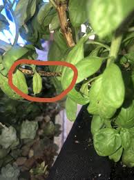 The spots can enlarge, covering the leaf. Herbs Forum Basil Plants Has Strange Black Droppings On Leaves And Stem Garden Org