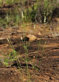 Image result for Kyphocarpa