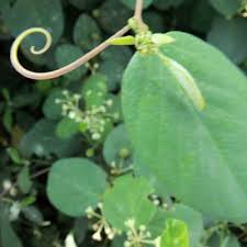 Image result for Helinus