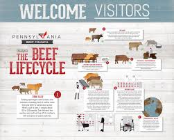 beef lifecycle