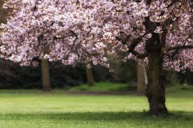 The flower color of dogwoods range from white to pink and red, but they all have four to six petals with a tiny notch at the tip of each one and yellow tuft. Flowering Trees Tomlinson Bomberger