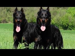 Check spelling or type a new query. The Beauceron Rare French Breed Youtube