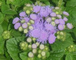 Ageratum Houstonim Nordmeer Flower House Best Flower Wallpaper