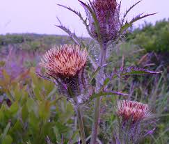 Image result for Cirsium
