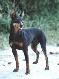 The dog has a keen and alert expression, and a smooth and glossy coat. Dog Breed Travel Profile Manchester Terrier