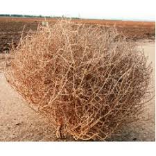 Tumbleweeds really are a specific plant, the mature form of the russian thistle, salsola iberica.we think of them as being a real symbol of the west: Tumbleweeds For Sale Buy Tumbleweeds Purchase Tumbleweed