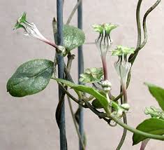 Image result for Ceropegia filipendula