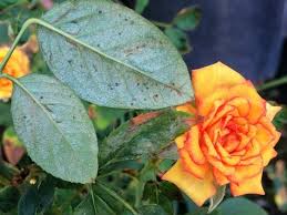 Check spelling or type a new query. 18 Common Rose Diseases Pests And Remedies Florgeous
