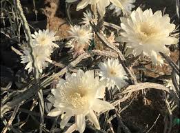 Night blooming cereus is the name that come to be associated with most. 5 Things To Know About The Mysterious Queen Of Cacti The Night Blooming Cereus Tucson Summer Guide Tucson Com