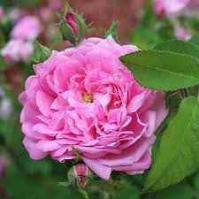 Ispahan Rose Attar Of Roses Fragrant Plant