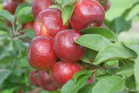 In general, that means pruning sometime between late february and early april. Fertilization Of Fruit Trees