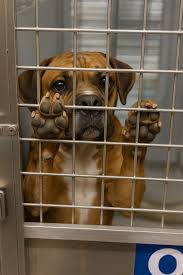 This is Khaleesi. She is 4 years old. She is my first boxer ...