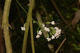 Image result for Clerodendrum silvanum