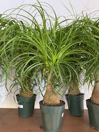 Image result for Beaucarnea recurvata