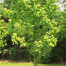 Image result for Acer negundo