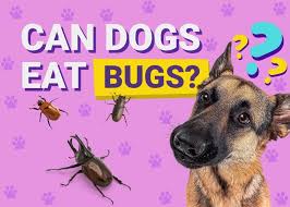Can Dogs Eat Bugs? What the Science Says – Dogster