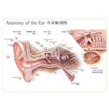 ear anatomy poster for audiologist and hearing ear anatomical chart 820x530mm