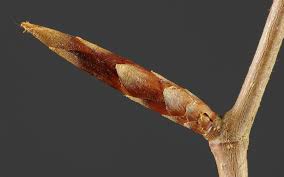 Adr options data by marketwatch. File Fagus Sylvatica Bud Jpg Wikipedia