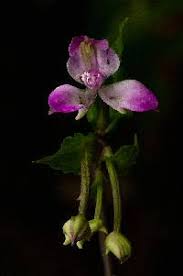 Image result for Satyrium crassicaule