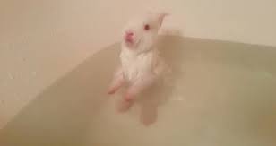 How to give your baby bunny a bath : Rabbit Bath Videos Are Actually The Opposite Of Cute The Dodo