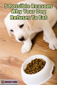 Your Dog Has No Appetite And Refuses To Eat His Food Lately He Seems To Have Loss All His Appetite What Should You Do You L Dog Refuses To Eat Your Dog