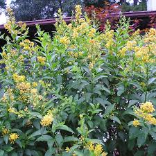 Image result for Cestrum