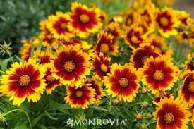 Uptick Gold Bronze Coreopsis Herbaceous Perennials Tickseed Small Urban Garden