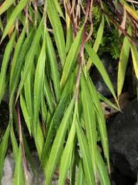 Image result for Microstegium fasciculatum