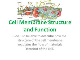 Cell structure and transport test study guide. Cell Membrane Structure And Function Ppt Video Online Download