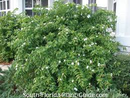 13 can star jasmine grow in shade? Downy Jasmine