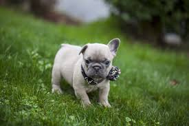 Check spelling or type a new query. One Ear Two Ear Red Ear Blue Ear When Will Me Ears Stand Up Read Below 3 French Bulldog Breeders Bulldog Puppies French Bulldog
