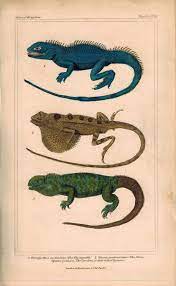 Physignath Sitan And Iguana Lizard 1834 Engraved Cuvier Reptile Print Plate 16 Fauna Illustration Natural History Science Illustration