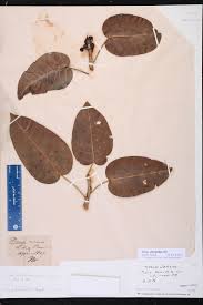 Image result for Ficus laurifolia