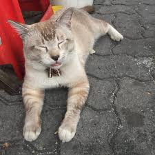 Medan adalah salah satu kota di sumatera utara yang kebudayaannya sangat kental. Pasar Malam Ahad Taman Medan