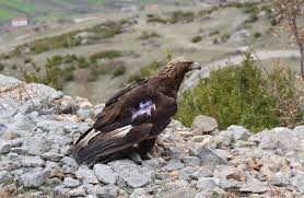 Maybe you would like to learn more about one of these? Gfa Threatened Golden Eagle Tagged And Released In Prespa National Park In Albania