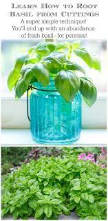 How To Root Basil From Cuttings Recipe Herbs Types Of Herbs Growing Basil