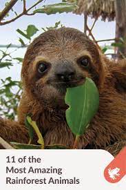 11 Amazing Rainforest Animals Rainforest Alliance Cute Animals Sloth Animals Beautiful