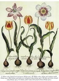 Welcome To Dover Publications Botanical Drawings Botanical Art Botanical Prints
