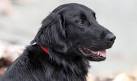 Flat-Coated Retriever Dog Breed - Facts and Traits | Hill ...